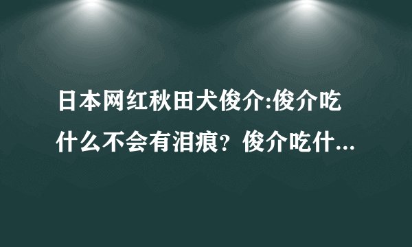 日本网红秋田犬俊介:俊介吃什么不会有泪痕？俊介吃什么粮没泪痕？