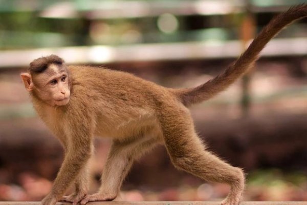 阴雨绵绵打一个正确生肖