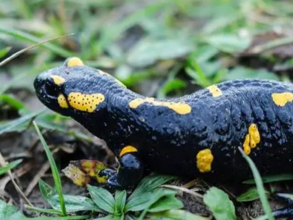 火麒麟蝾螈怎么养