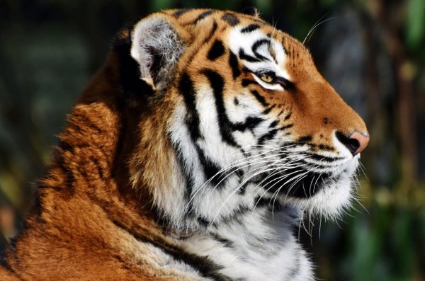 缺三短四什么动物