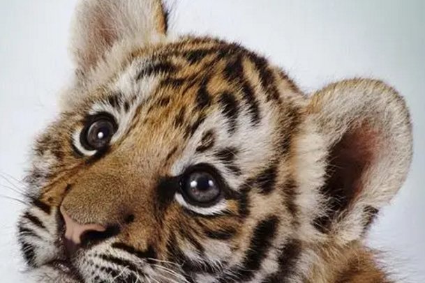 小脑斧什么意思