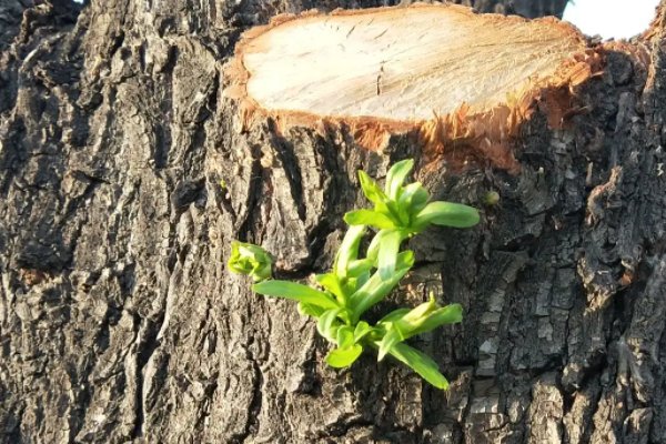 现代诗10首冰心最短