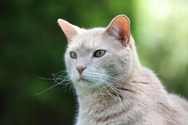 半月谈表示别把宠物当“情绪药方”,严重的宠物依赖症该怎么缓解?