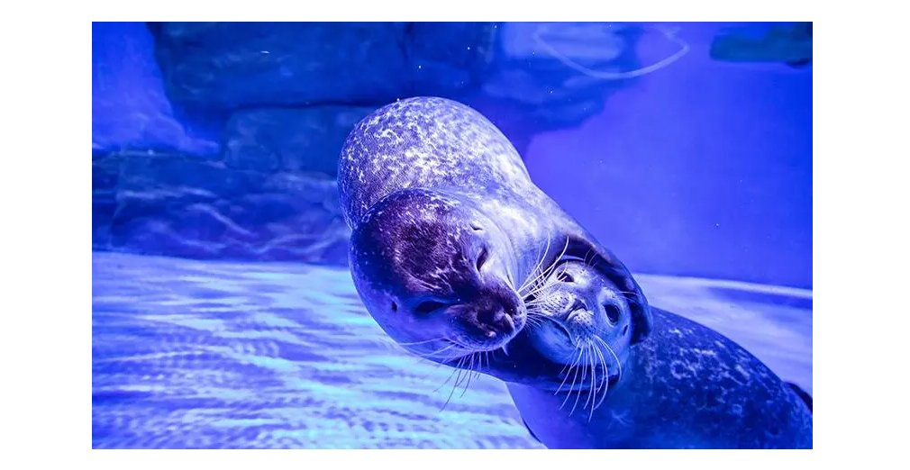 玄离是什么神兽啊?