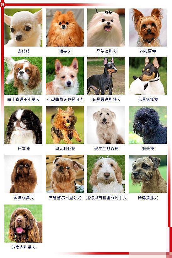 韩国品种的狗有哪些呢？