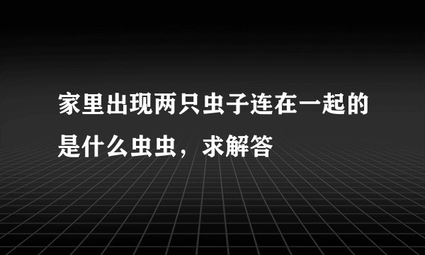 家里出现两只虫子连在一起的是什么虫虫，求解答