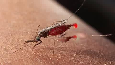 吸髓蚊真的存在吗 到底有多恐怖可怕(现实中没有)