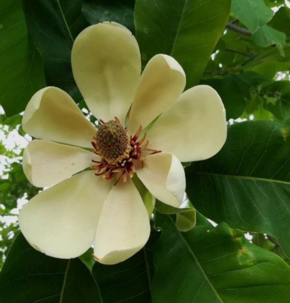 日本厚朴的介绍