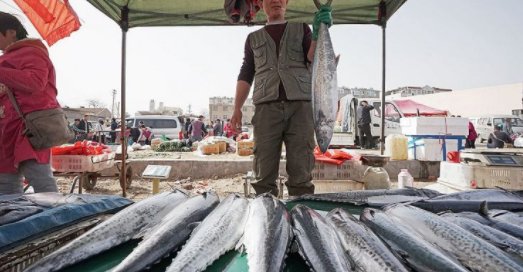 鲅鱼读音是什么？