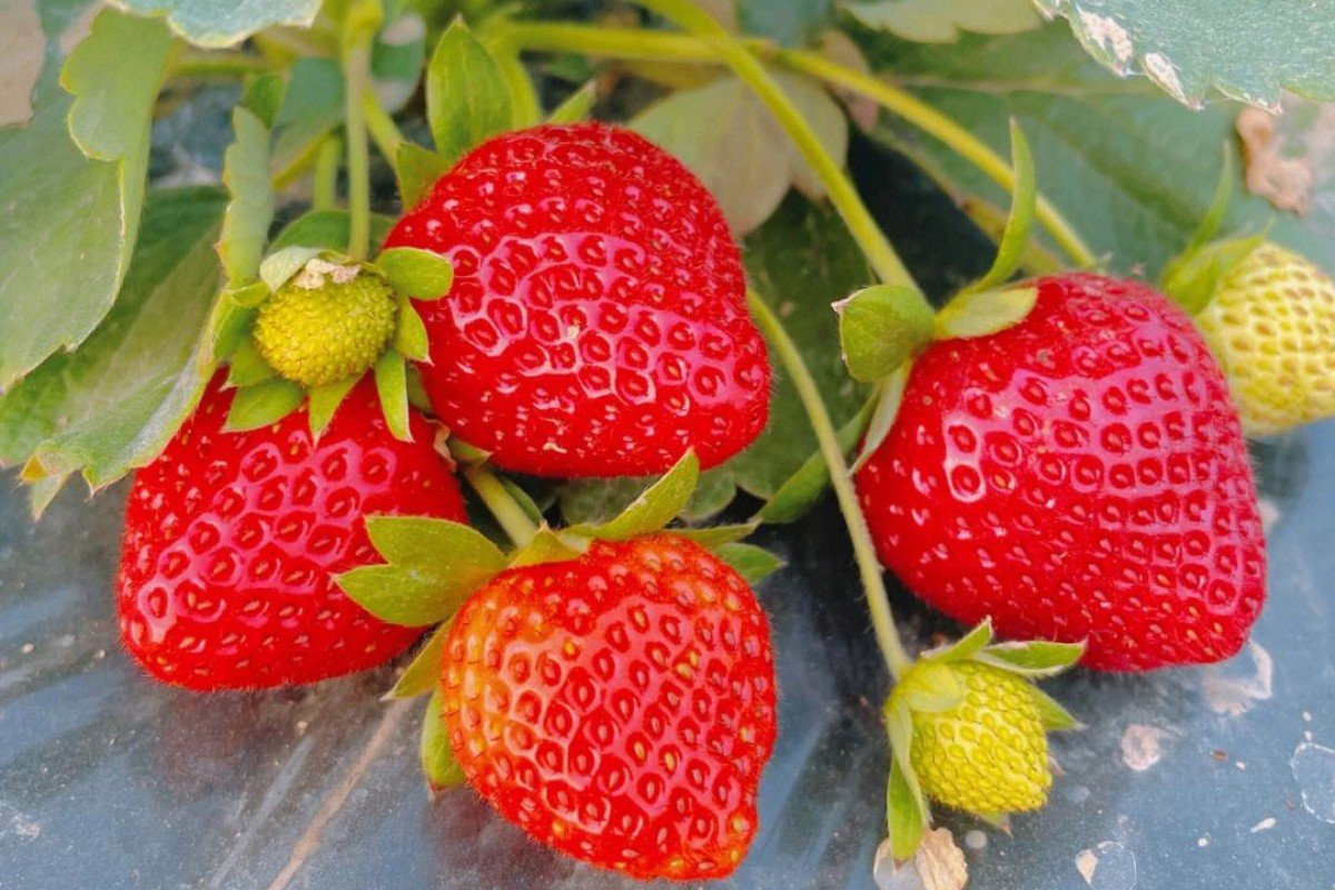 免费农村投资办厂项目