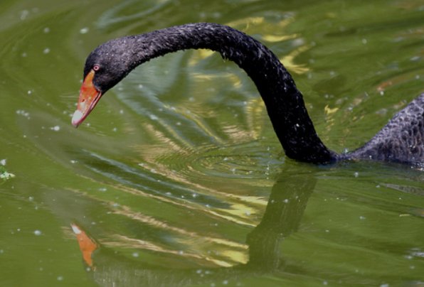 有翅难飞猜一生肖