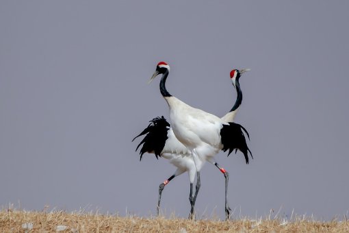 仙鹤之乡是哪里