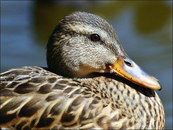 鸭子脚掌为什么不怕冷
