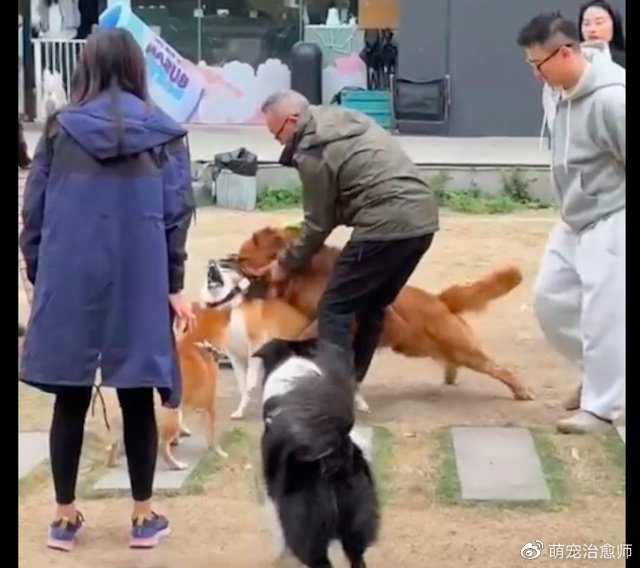 在上海养狗不栓绳子会怎么样呢？