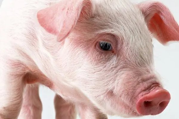 滴水不漏猜生肖