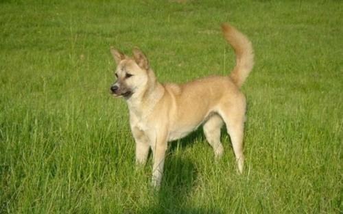 喵星人和汪星人是什么意思?