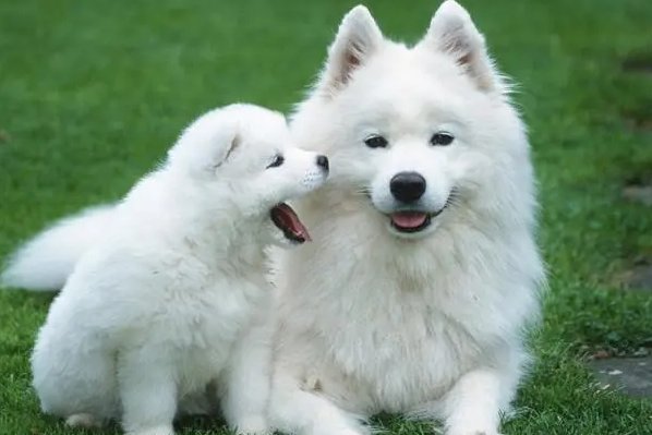 反哺之私什么动物