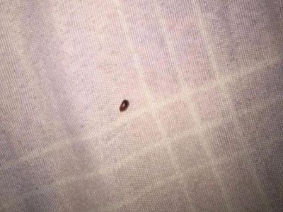 床上有黑色芝麻大小的虫子是什么虫子？