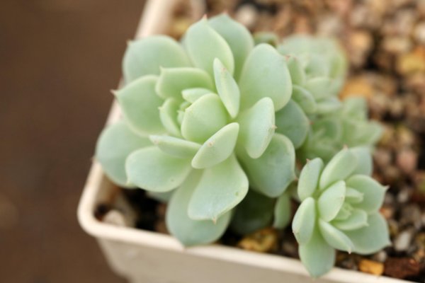 多肉植物多海棠怎么养殖？