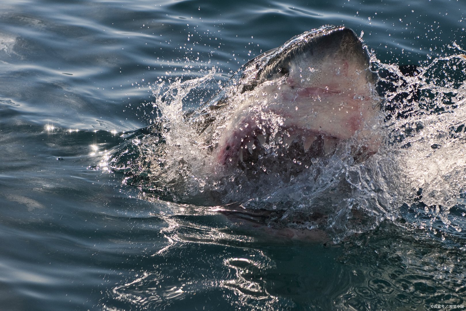 在海洋里，什么动物才能称得上是海洋之王？