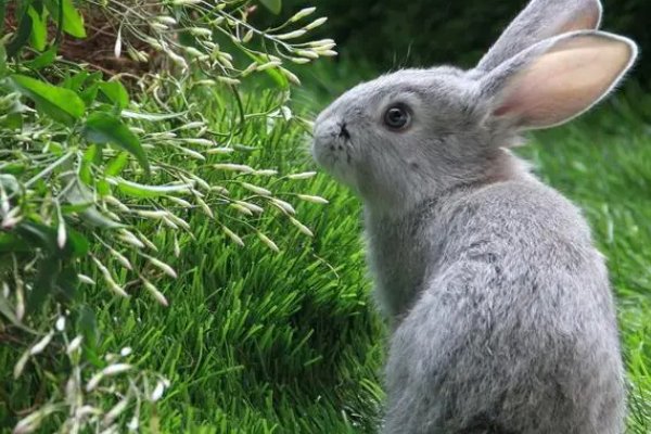 黑牛白角是什么意思打一生肖