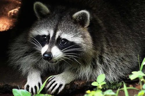 上海一小区现野生貉，貉的出现给居民的生活造成了哪些影响？