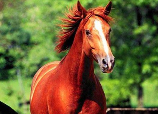 惊人之举,打一生肖