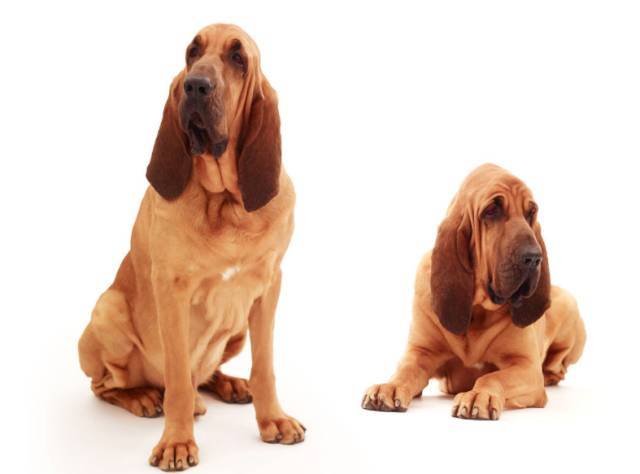 关于狗狗的动画片有哪些