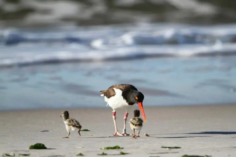 它它它它它怎么读?