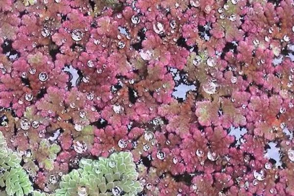 自然界中满江红是什么