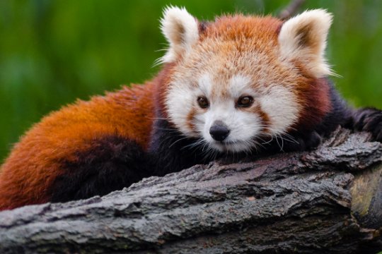 深圳有大熊猫吗,在哪个动物园