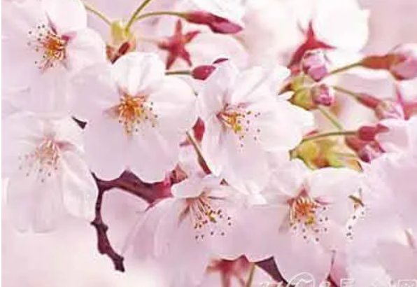 樱花的英文翻译