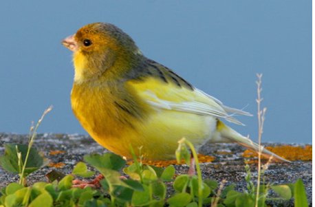 芙蓉鸟的拼音怎么打出来？