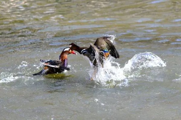 鸳鸯戏水是什么意思
