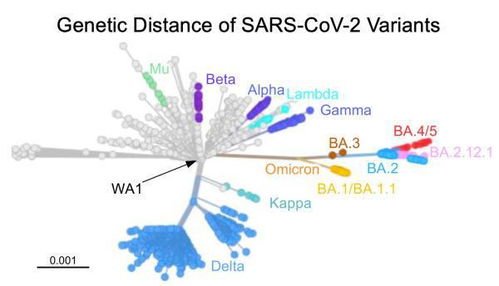 专家：BA.5传播性强致病性弱，如何避免大规模本土传播？