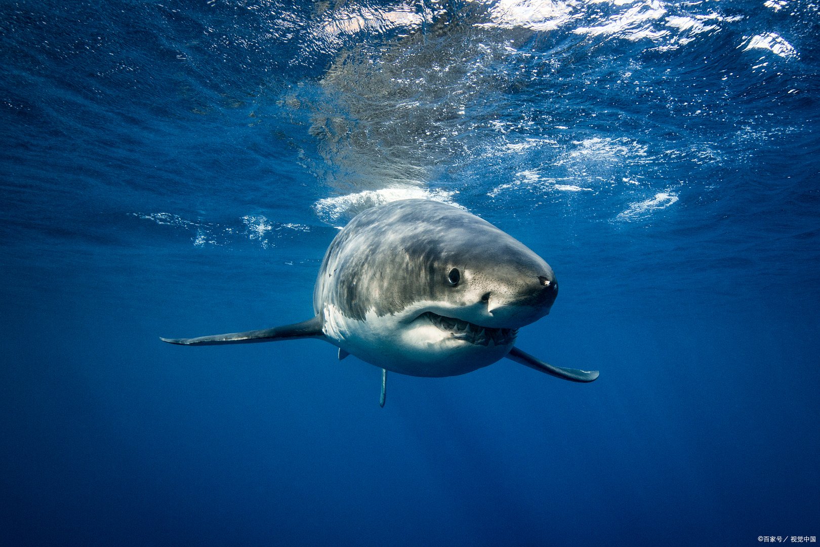 在海洋里，什么动物才能称得上是海洋之王？