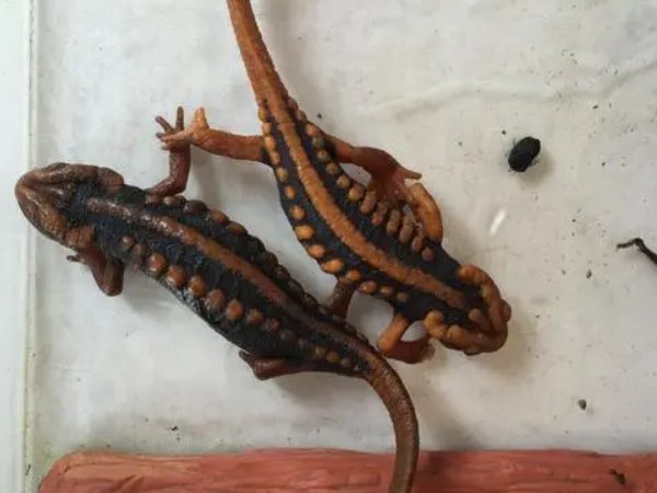 火麒麟蝾螈怎么养