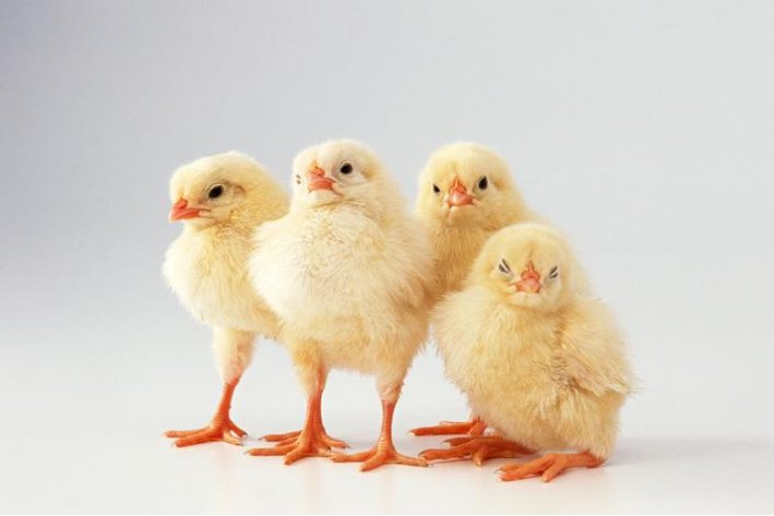 泫然流涕是什么生肖动物