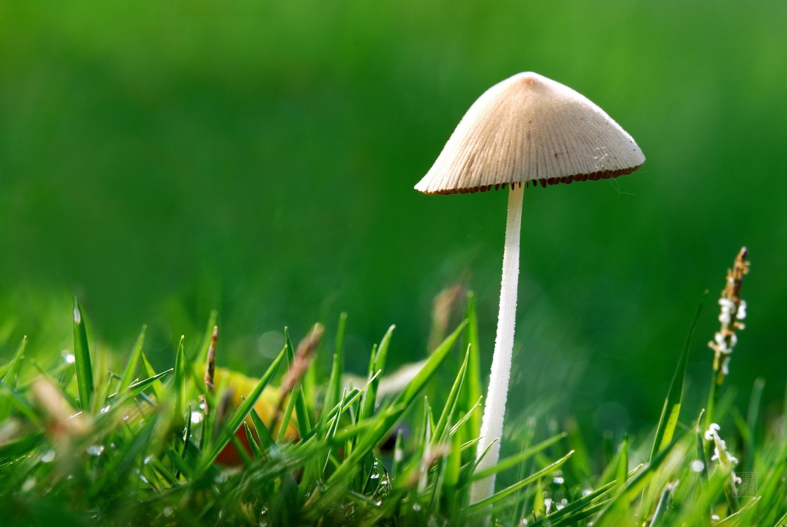 踩姑娘的小蘑菇的歌曲歌词