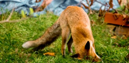 鸡贼是什么意思