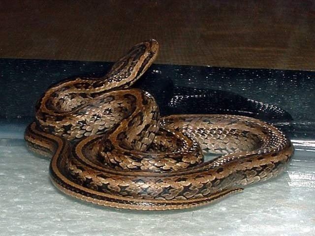 蛇色的内容简介