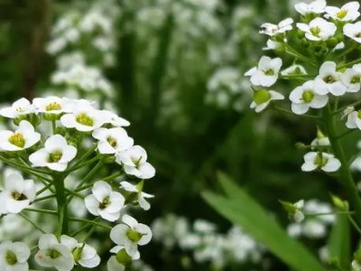 如何把作文改成说明性文章