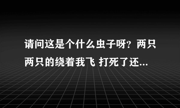 请问这是个什么虫子呀？两只两只的绕着我飞 打死了还有 感觉家里有一窝 请问这是什么虫子 什么东西招