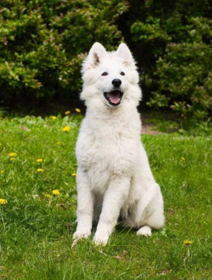 关于狗狗的动画片有哪些