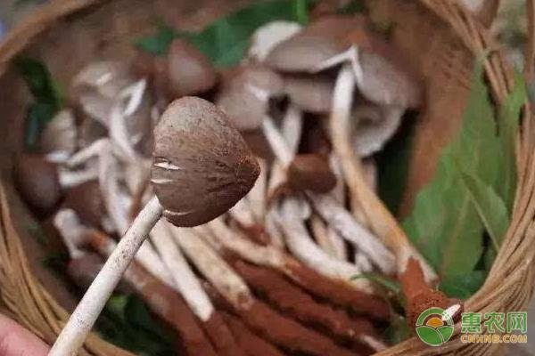 鸡枞菌一斤多少元