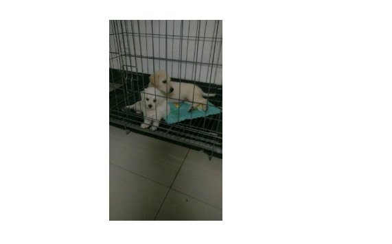 益阳宠物领养中心地址