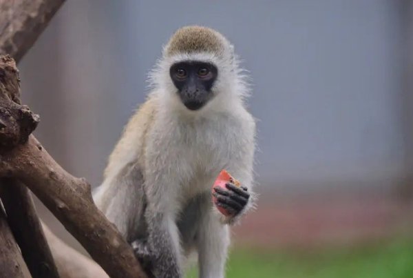 逍遥自在的动物打一生肖