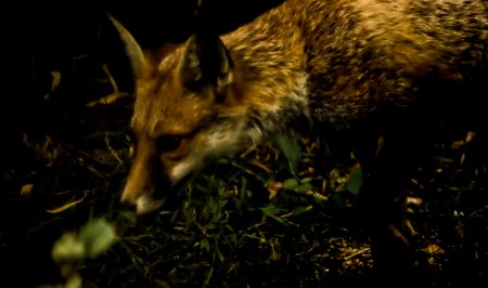 鸡贼是什么意思