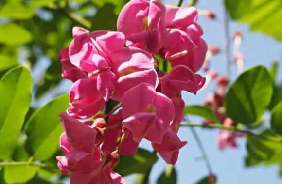 红色槐树花能吃吗?