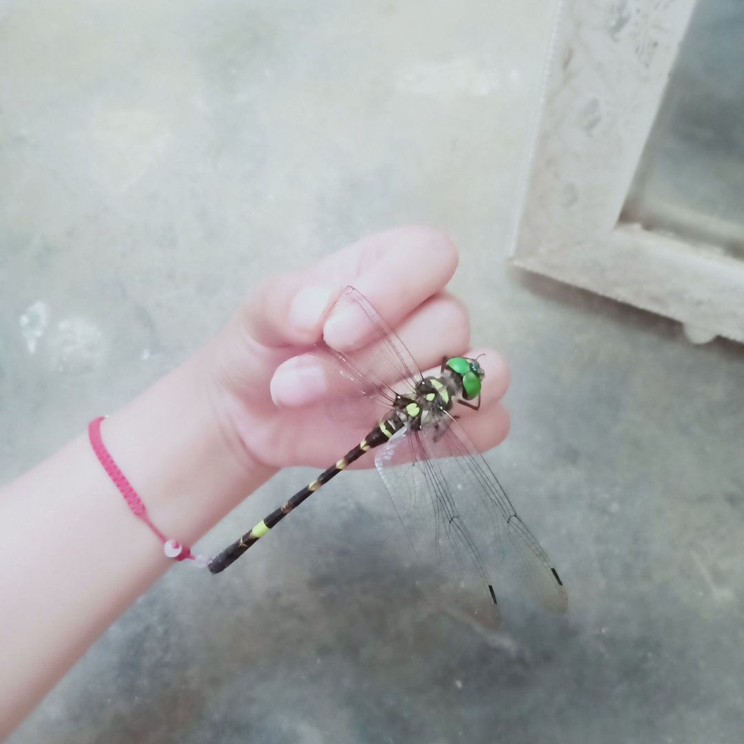 什么动物四条腿、八条腿、一条腿、三条腿、两条腿？